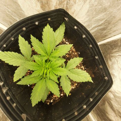 Cindy99 growlog timeline photo