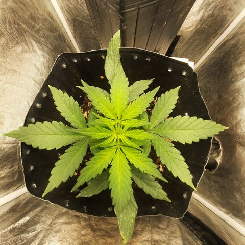 Cindy99 growlog timeline photo