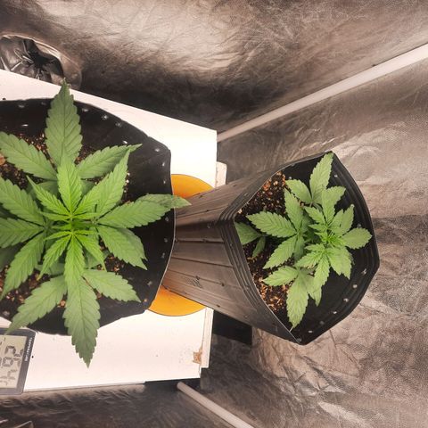 Cindy99 growlog timeline photo