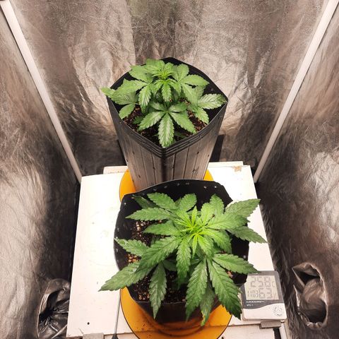 Cindy99 growlog timeline photo