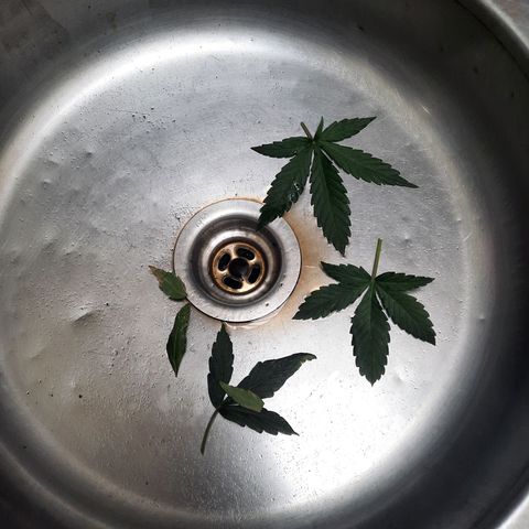 Cindy99 growlog photo: Defoliação pequena e amarras