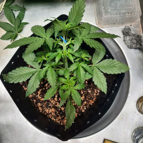 Cindy99 growlog photo: Defoliação pequena e amarras