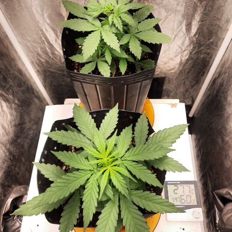 Cindy99 growlog photo: Defoliação pequena e amarras