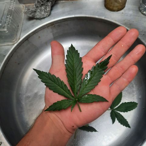 Cindy99 growlog photo: Defoliação pequena e amarras