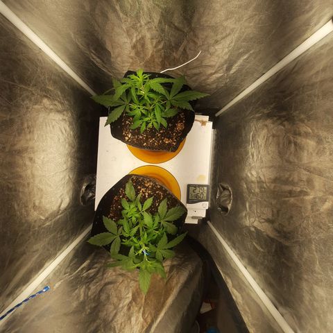 Cindy99 growlog photo: Defoliação pequena e amarras