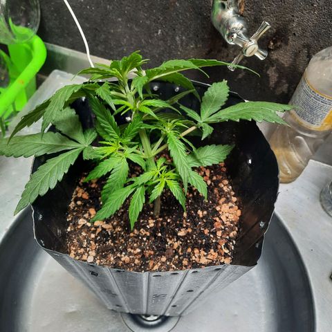 Cindy99 growlog photo: Defoliação pequena e amarras