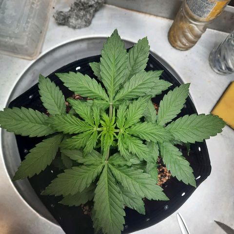 Cindy99 growlog photo: Defoliação pequena e amarras