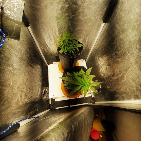 Cindy99 growlog timeline photo