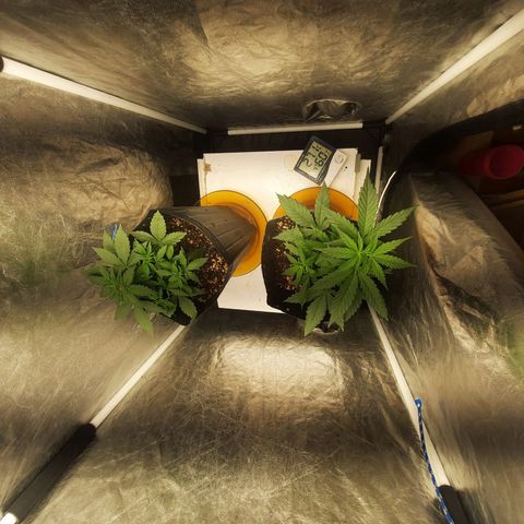 Cindy99 growlog timeline photo