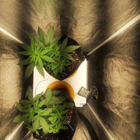 Cindy99 growlog timeline photo