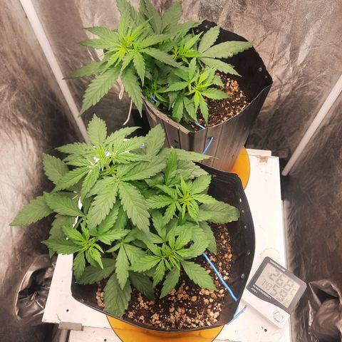 Cindy99 growlog timeline photo