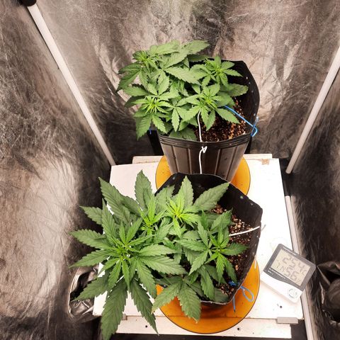 Cindy99 growlog timeline photo