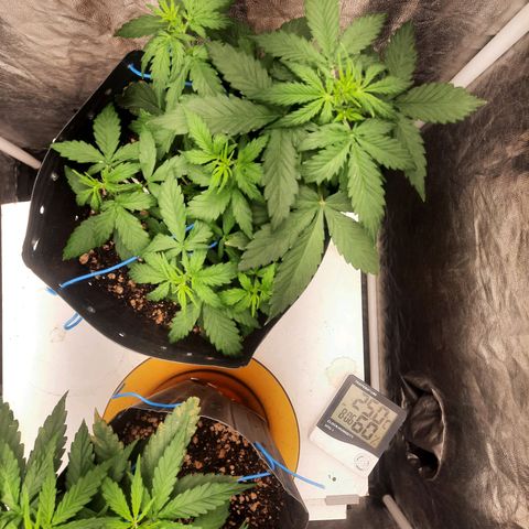 Cindy99 growlog timeline photo