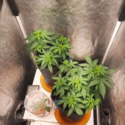 Cindy99 growlog timeline photo