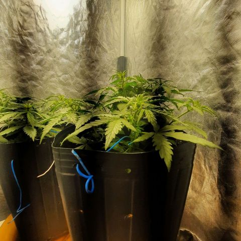 Cindy99 growlog photo: Pistilos aparecendo a alguns dias