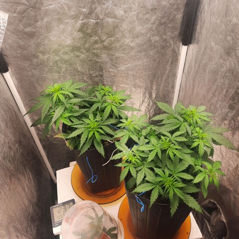 Cindy99 growlog photo: Pistilos aparecendo a alguns dias