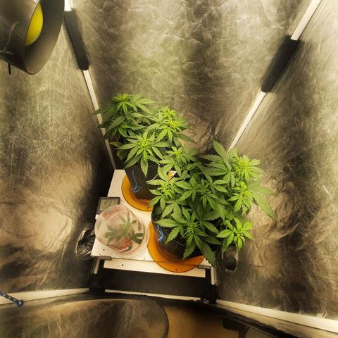 Cindy99 growlog photo: Pistilos aparecendo a alguns dias