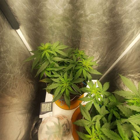 Cindy99 growlog photo: Pistilos aparecendo a alguns dias
