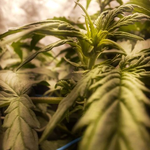Cindy99 growlog photo: Pistilos aparecendo a alguns dias