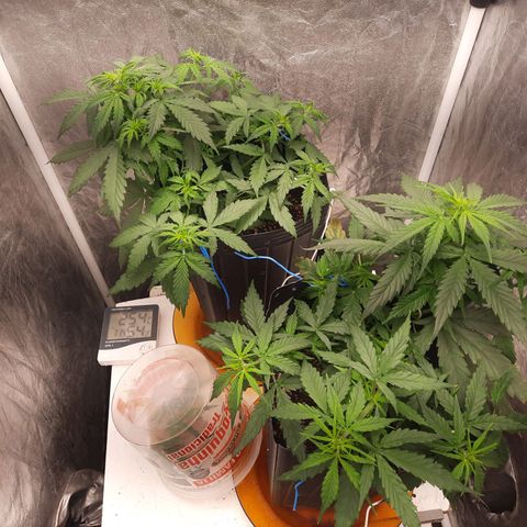 Cindy99 growlog timeline photo