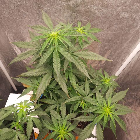 Cindy99 growlog timeline photo