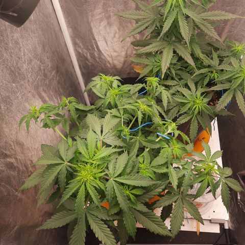 Cindy99 growlog timeline photo