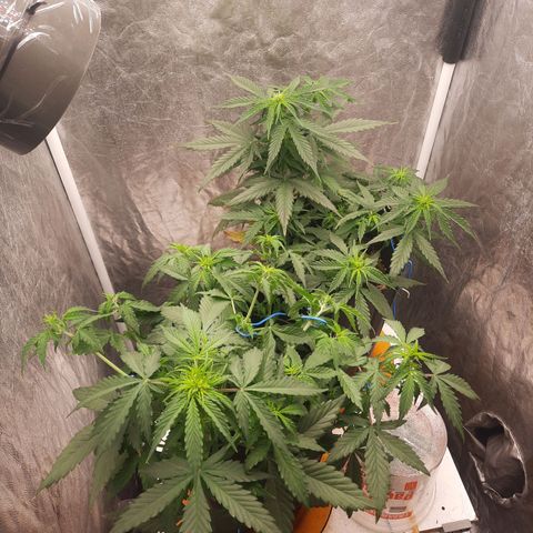 Cindy99 growlog timeline photo