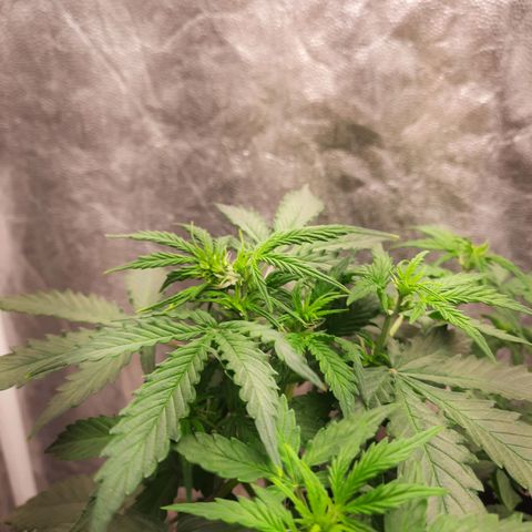 Cindy99 growlog timeline photo