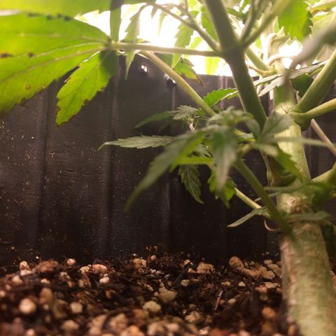 Cindy99 growlog timeline photo