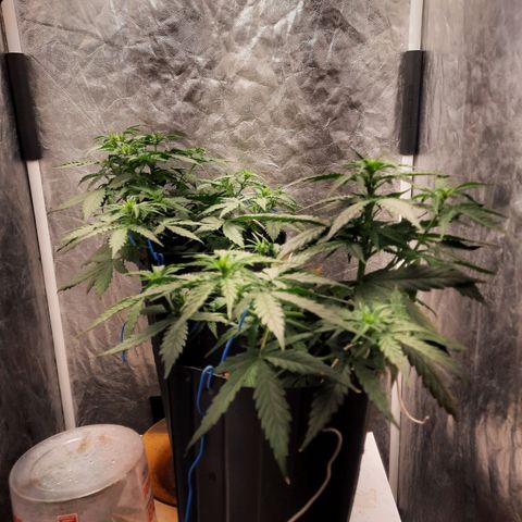 Cindy99 growlog timeline photo