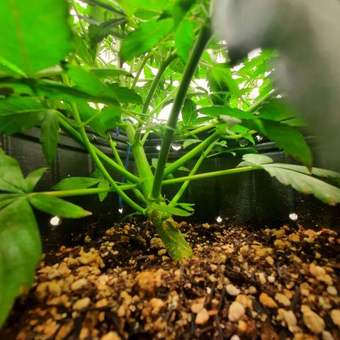 Cindy99 growlog timeline photo