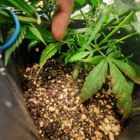 Cindy99 growlog timeline photo