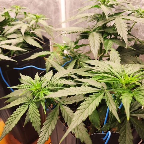 Cindy99 growlog timeline photo