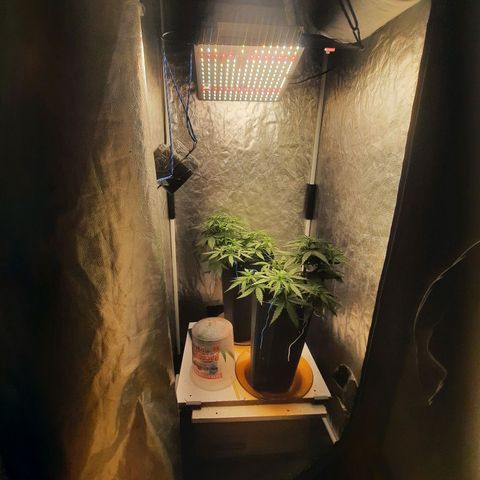 Cindy99 growlog timeline photo