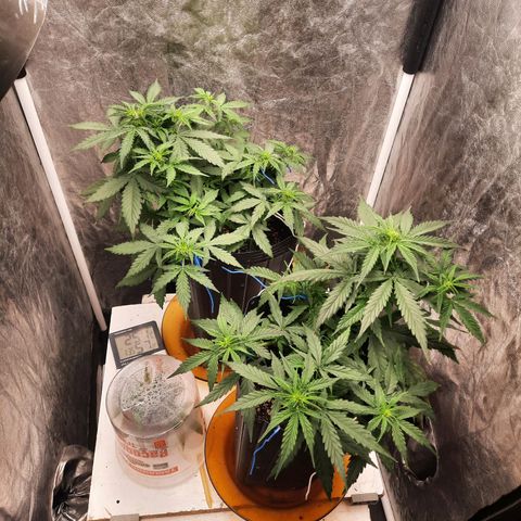 Cindy99 growlog timeline photo