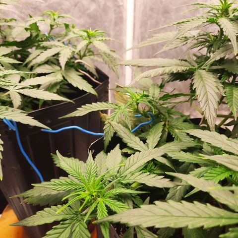 Cindy99 growlog timeline photo