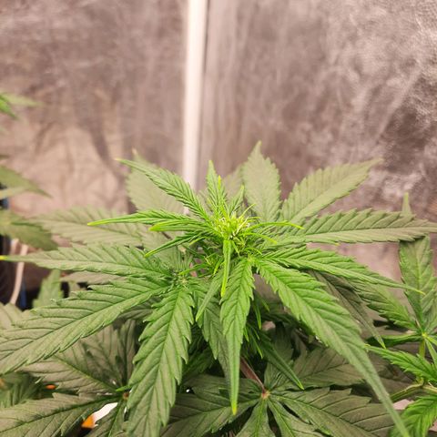 Cindy99 growlog timeline photo