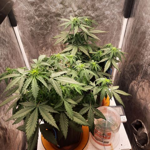 Cindy99 growlog timeline photo