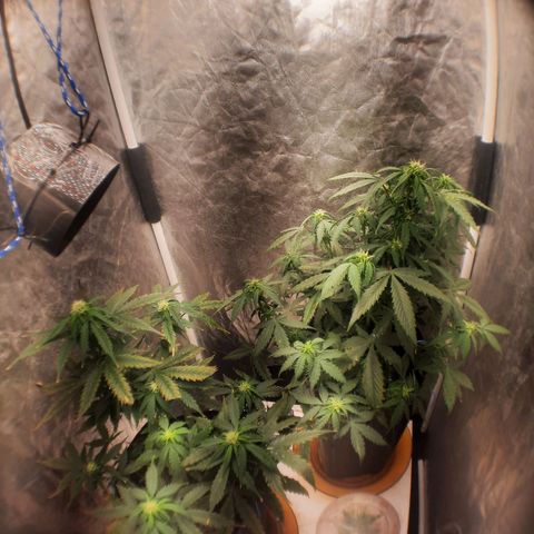 Cindy99 growlog timeline photo