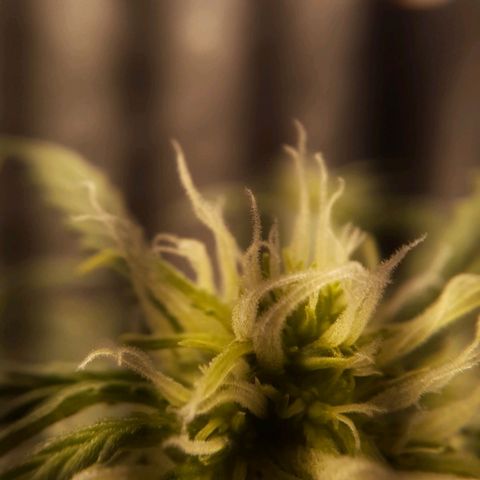 Cindy99 growlog timeline photo