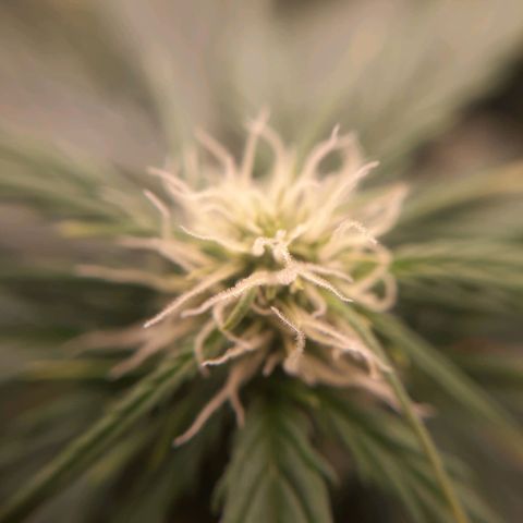 Cindy99 growlog timeline photo
