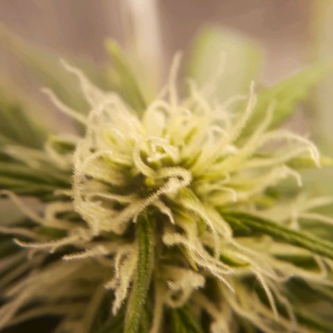 Cindy99 growlog timeline photo