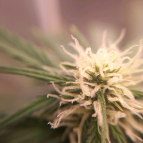 Cindy99 growlog timeline photo