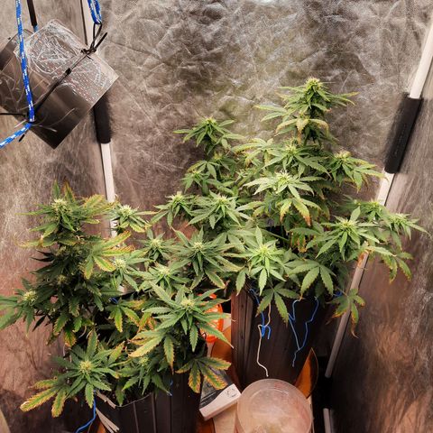 Cindy99 growlog timeline photo