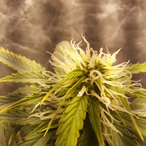 Cindy99 growlog timeline photo