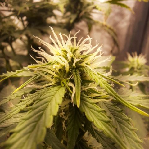 Cindy99 growlog timeline photo