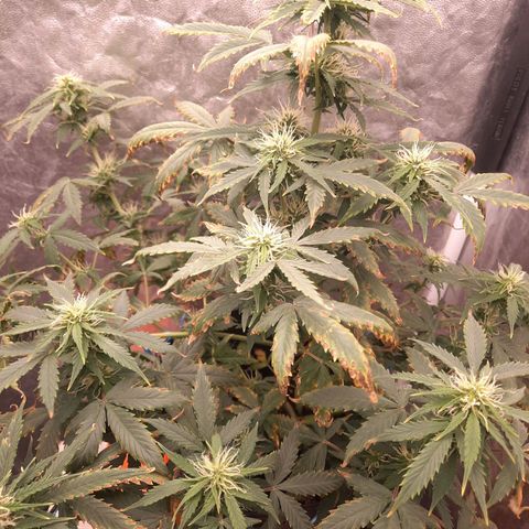 Cindy99 growlog timeline photo