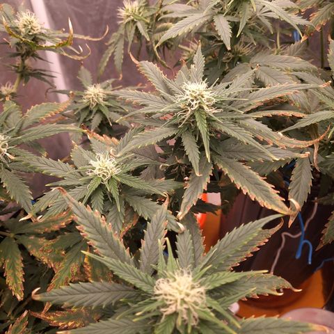 Cindy99 growlog timeline photo