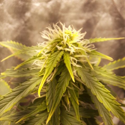Cindy99 growlog timeline photo