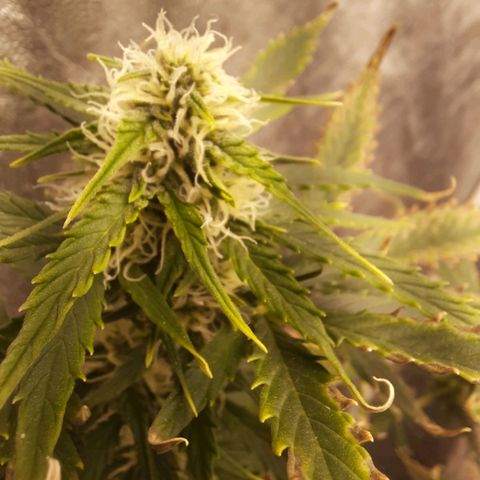 Cindy99 growlog timeline photo